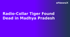 Radio-Collar Tiger Found Dead in Madhya Pradesh.webp