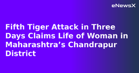 Fifth Tiger Attack in Three Days Claims Life of Woman in Maharashtra’s Chandrapur District.webp