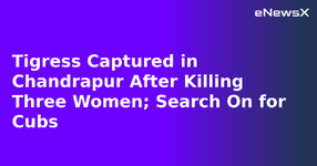 Tigress Captured in Chandrapur After Killing Three Women; Search On for Cubs.webp
