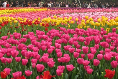 New Delhi's Shanti Path Lawn to Host Tulip Exhibition.webp New Delhi's Shanti Path Lawn to Host Tulip Exhibition.webp