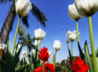 5.53 Lakh Tulips Planned for NDMC's 2026 Festival.webp 5.53 Lakh Tulips Planned for NDMC's 2026 Festival.webp