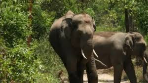 Elephant Attack Sparks Violence and Demands for Action in Karnataka.webp Elephant Attack Sparks Violence and Demands for Action in Karnataka.webp