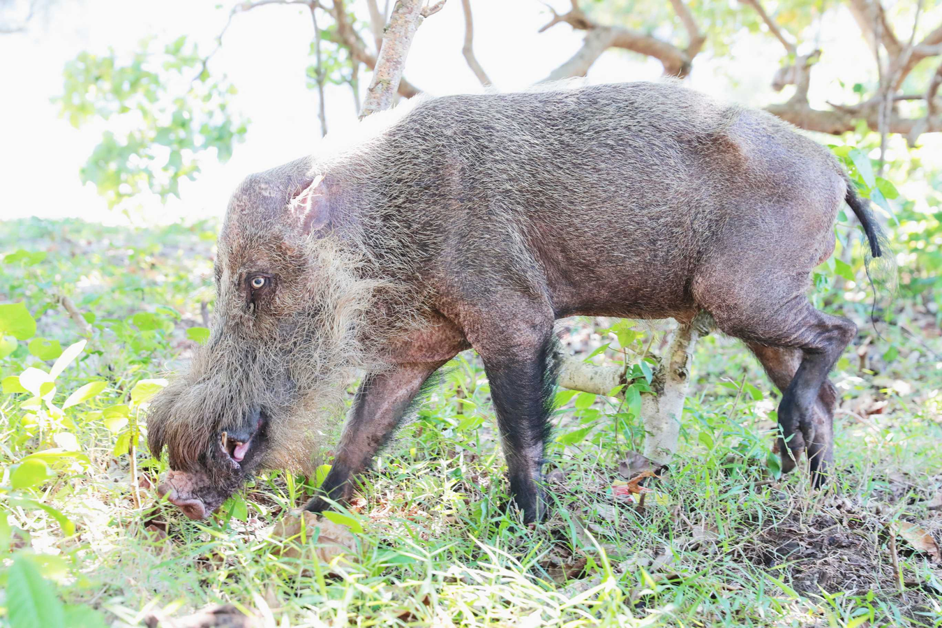 Farmers Gain Authority to Manage Wild Boar Damage in Nepal.webp Farmers Gain Authority to Manage Wild Boar Damage in Nepal.webp