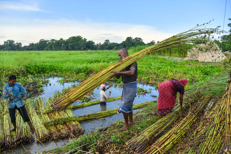 BJP Claims Jute MSP Increase Supports West Bengal Farmers.webp