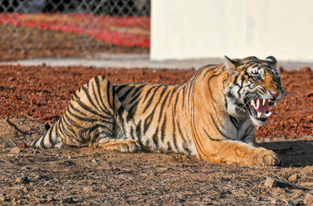 High Court Receives Report on Bandhavgarh Tiger Deaths, Focuses on Electrocution and Surveill...webp