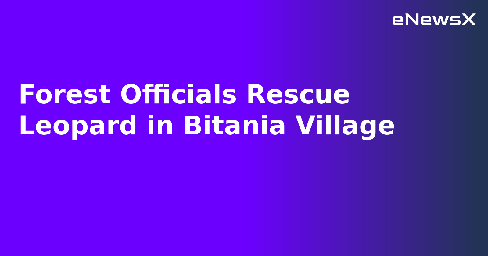 Forest Officials Rescue Leopard in Bitania Village.webp Forest Officials Rescue Leopard in Bitania Village.webp