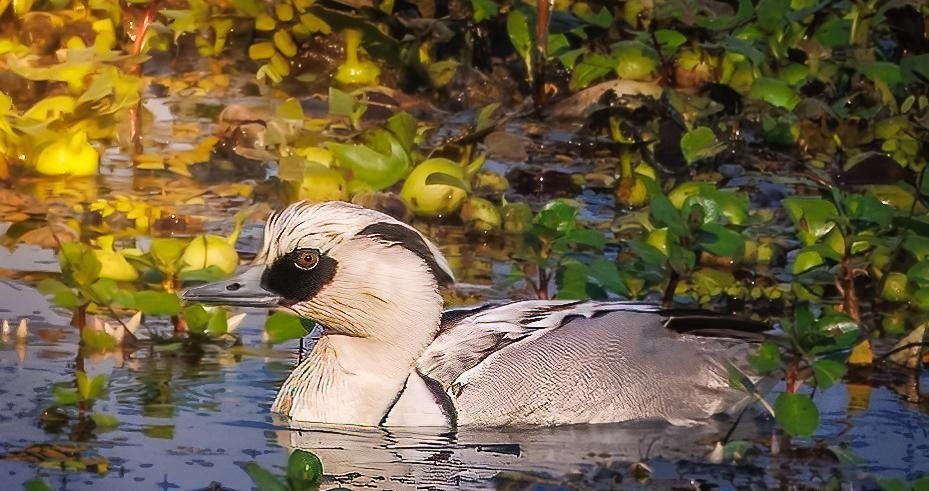 Kaziranga National Park Highlights Biodiversity with Waterbird Survey.webp