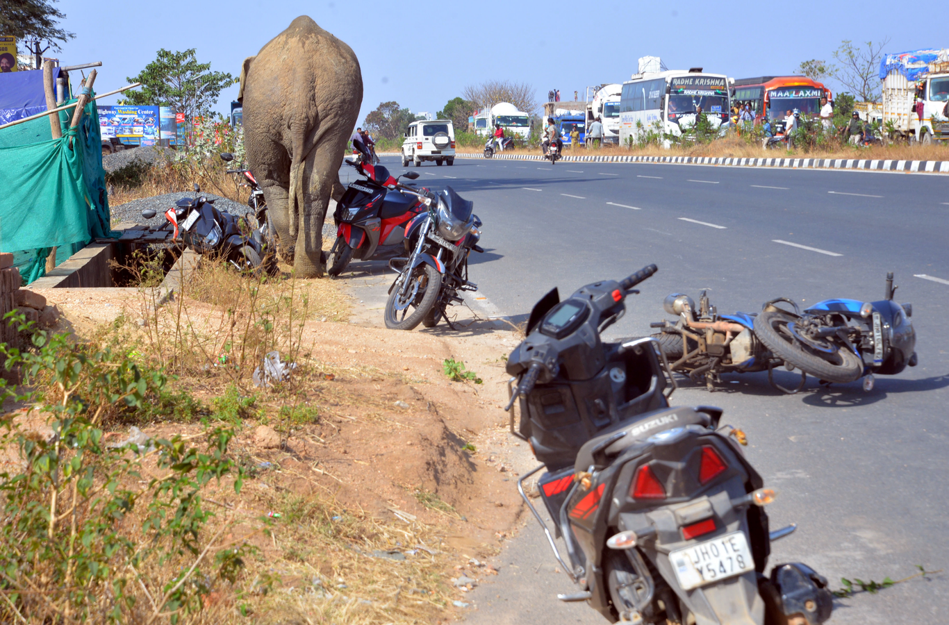 Wild Elephant Causes Panic in Ranchi, Returns Peacefully