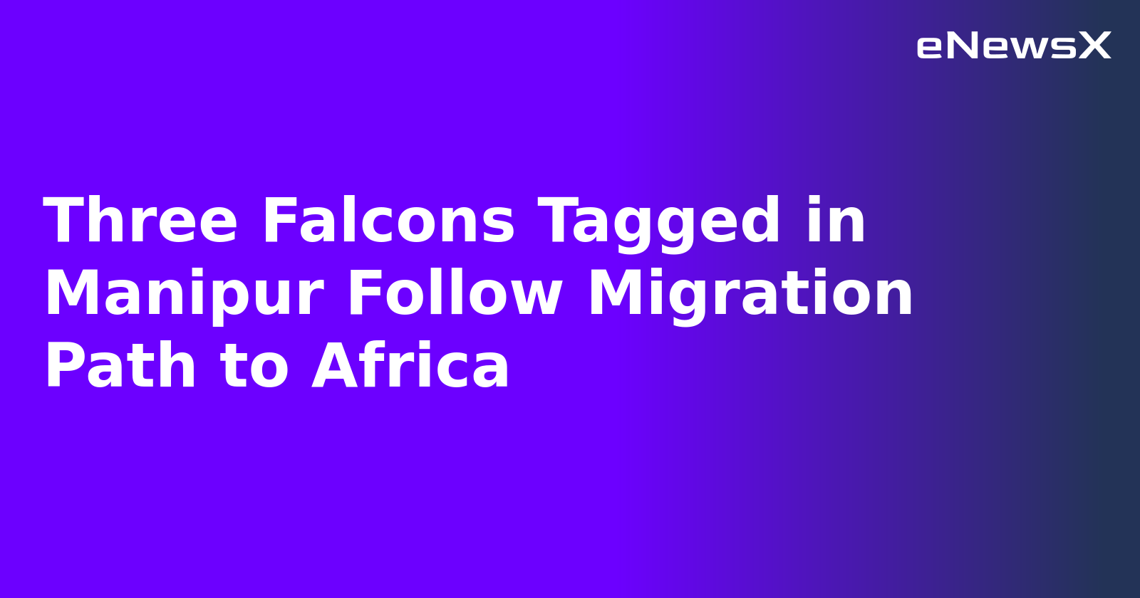 Three Falcons Tagged in Manipur Follow Migration Path to Africa.webp Three Falcons Tagged in Manipur Follow Migration Path to Africa.webp