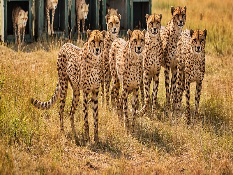 Kuno National Park Welcomes New Cheetahs for Conservation Efforts.webp