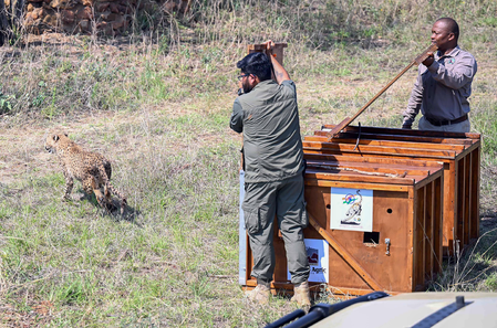 India's Cheetah Population Grows with Latest Botswana Transfer