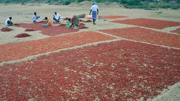 Ramanathapuram Chili Farmers Face Record Price Increases.webp