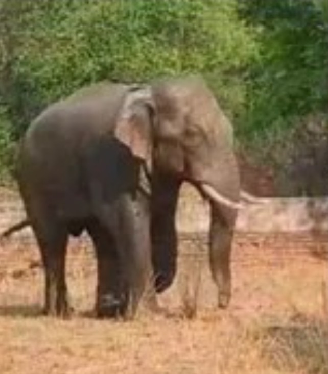 Wild Elephant Triggers Safety Concerns in Jharkhand.webp