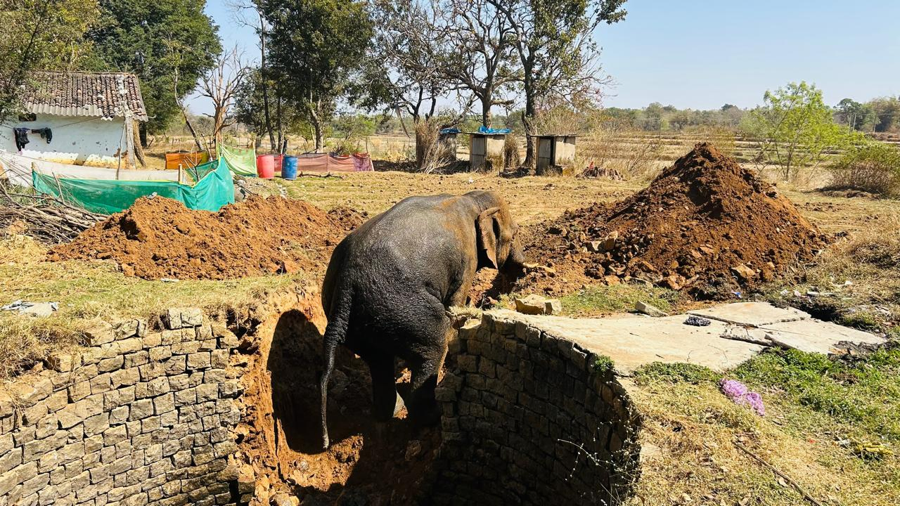 Elephant's Journey Through Town Leads to Safe Rescue in Jharkhand.webp