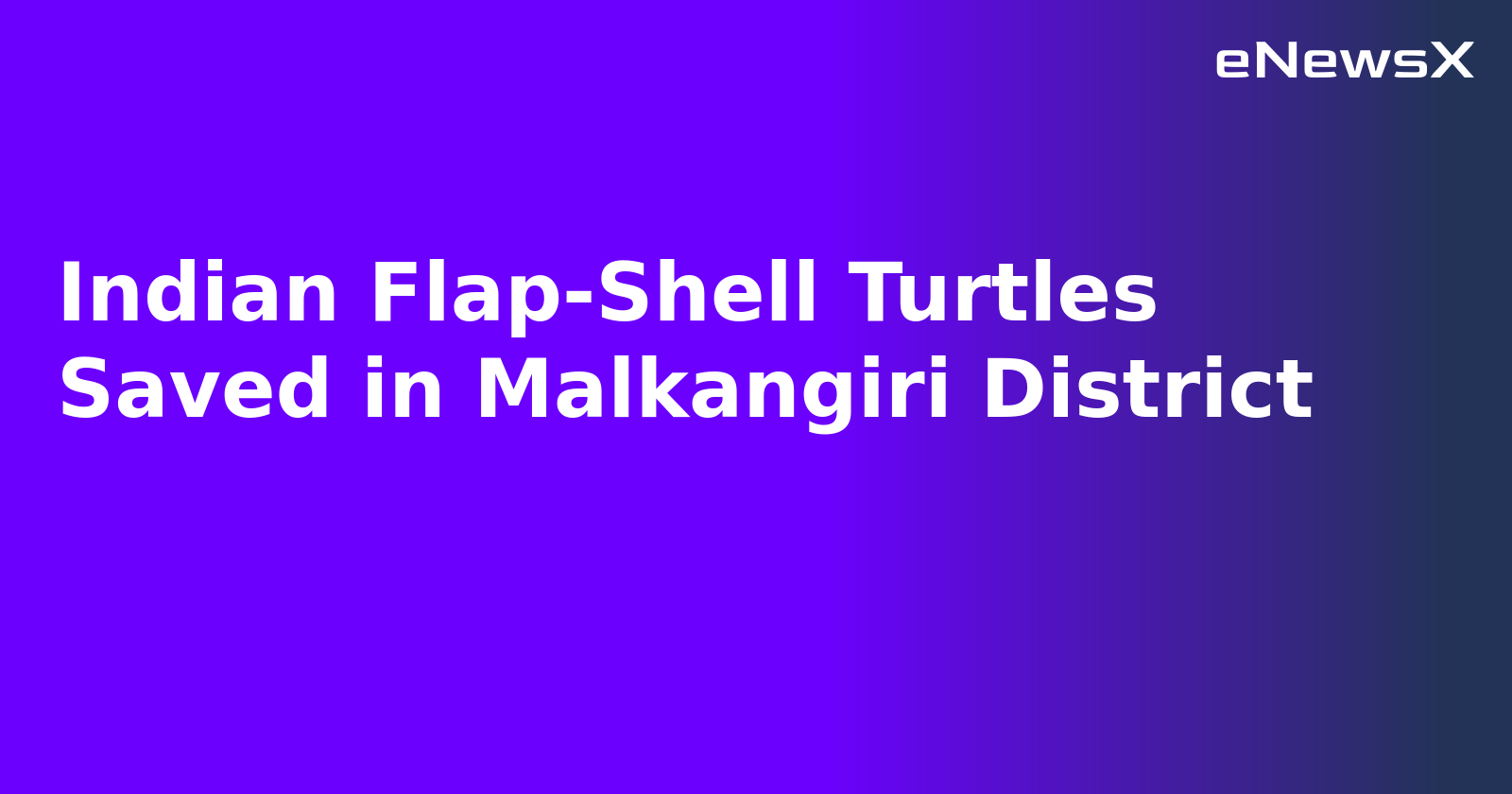 Indian Flap-Shell Turtles Saved in Malkangiri District.webp
