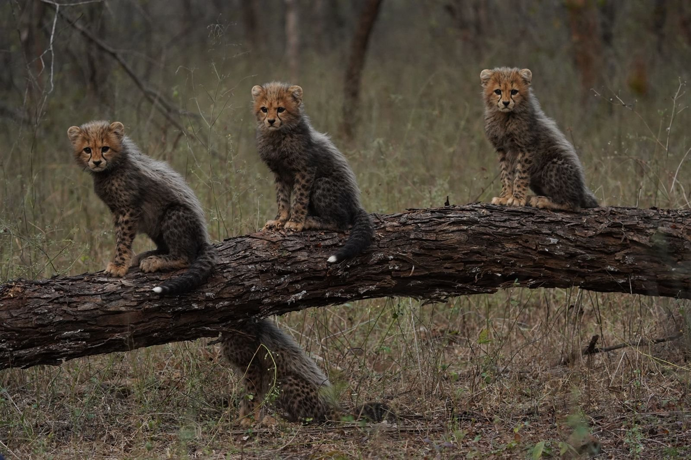 World Wildlife Day: Celebrating Biodiversity and Conservation Efforts.webp World Wildlife Day: Celebrating Biodiversity and Conservation Efforts.webp