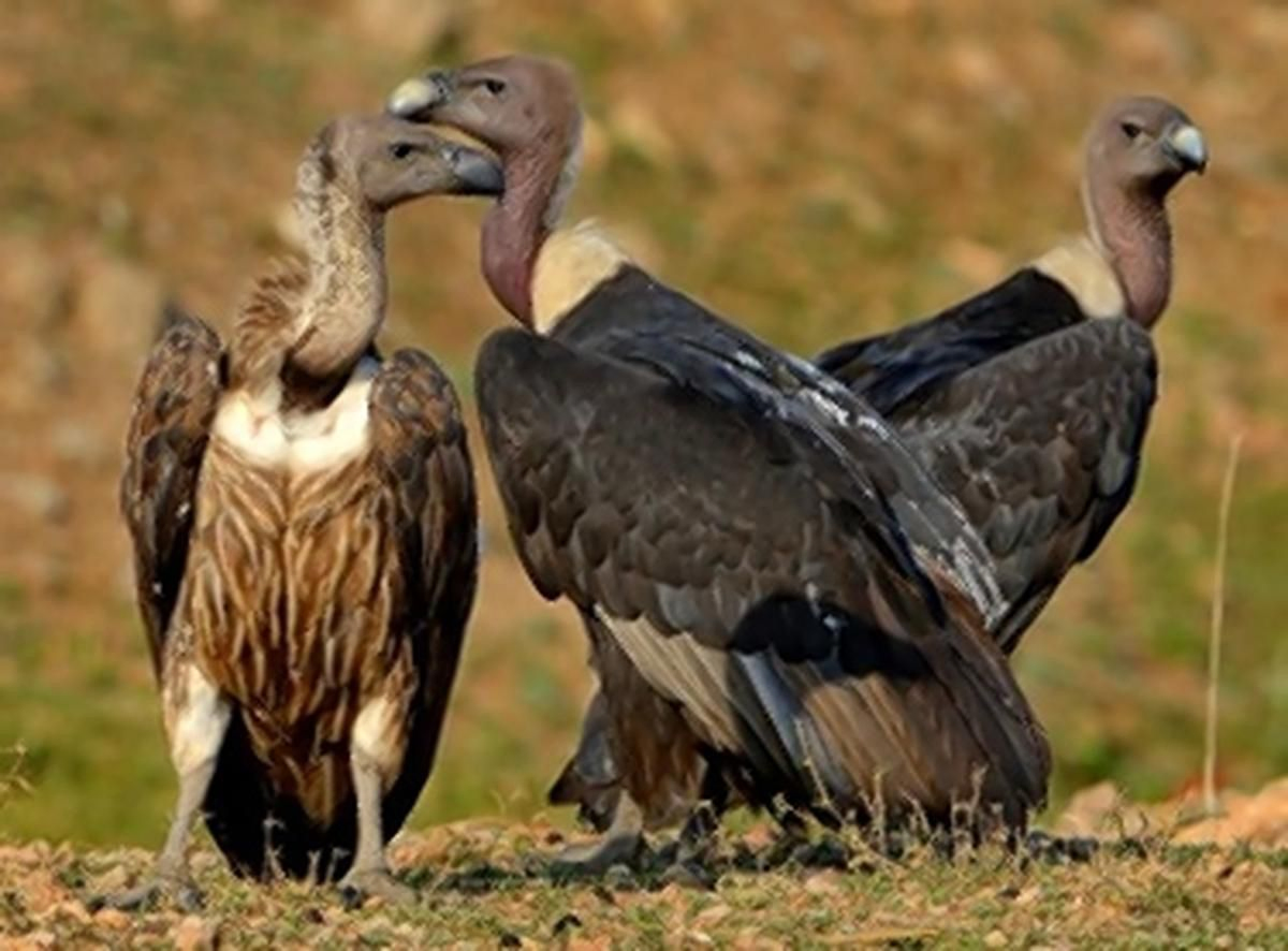Synchronized Census to Monitor Vulture Numbers in Key Habitats.webp