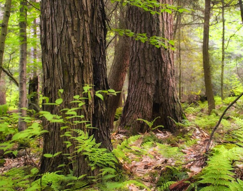 Tamil Nadu Boosts Farmer Income and Green Cover with Tree Cultivation Initiative