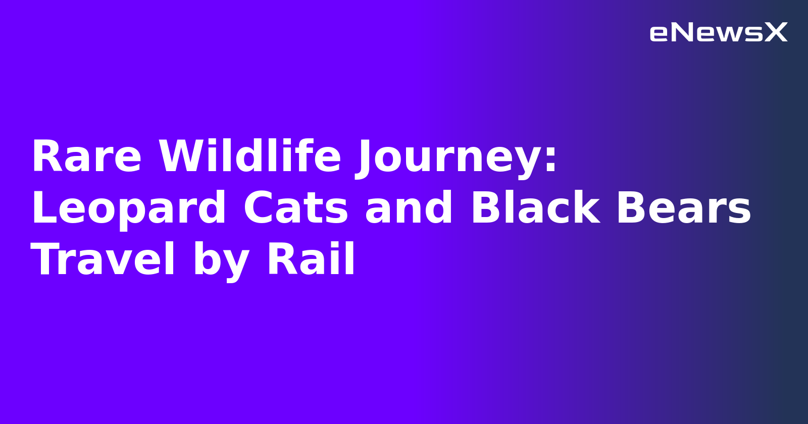 Rare Wildlife Journey: Leopard Cats and Black Bears Travel by Rail