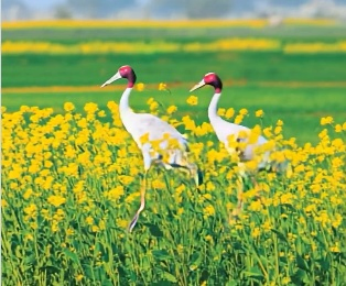 Mainpuri and Etawah Wetlands to Host Sarus Crane Conservation Project.webp