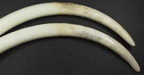 Heritage Heist at Pangode Camp – Security Protocol Under Scrutiny.webp