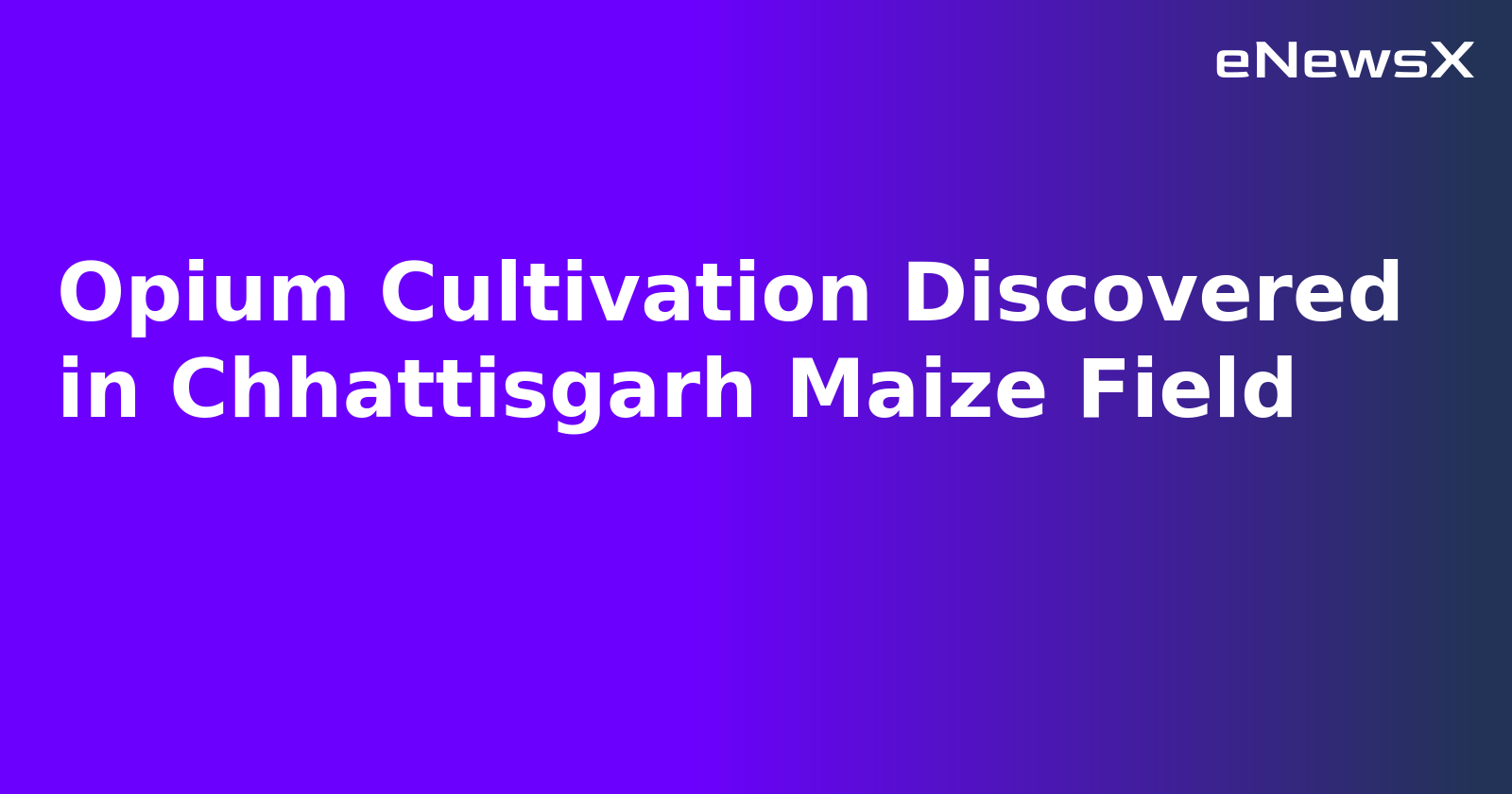 Opium Cultivation Discovered in Chhattisgarh Maize Field.webp