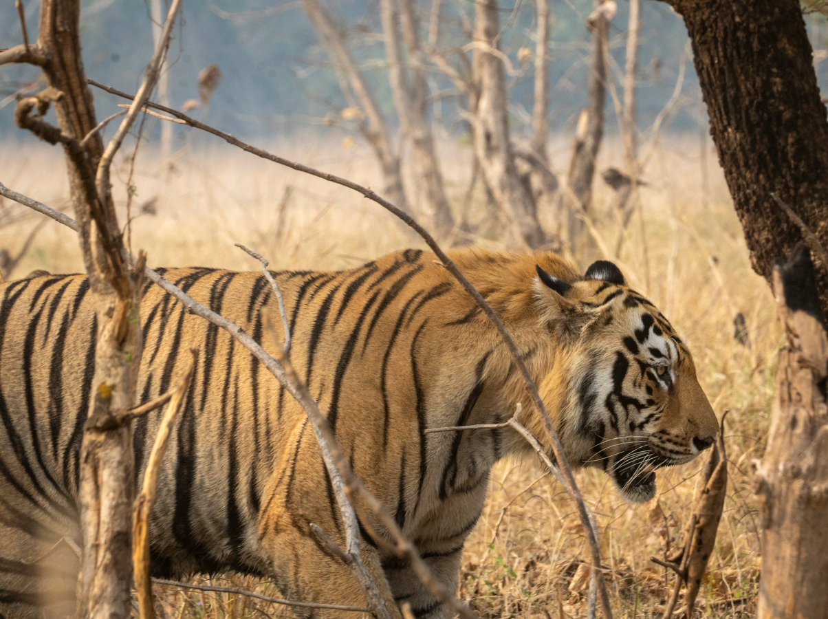 A Mesmerising Safari: Spotting Tiger Cubs in Tadoba National Park.webp