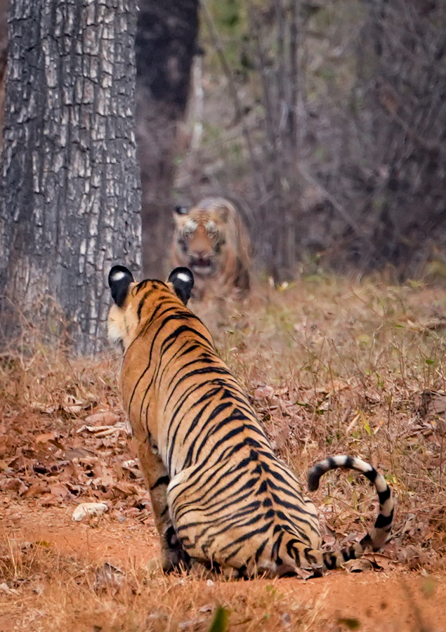 Exploring Tadoba: A Safari of Tigers, History, and Diverse Wildlife.webp