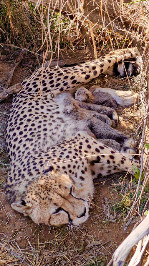 Cheetah Reintroduction Project Celebrates Milestone with Cubs Born in India