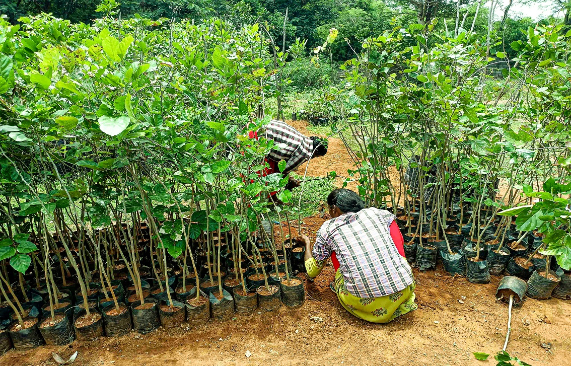 Roadmap for Quantifying Climate Gains from Tree Planting in Tamil Nadu