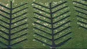 TN Restores Coastal Ecosystem with Mangrove Initiative.webp