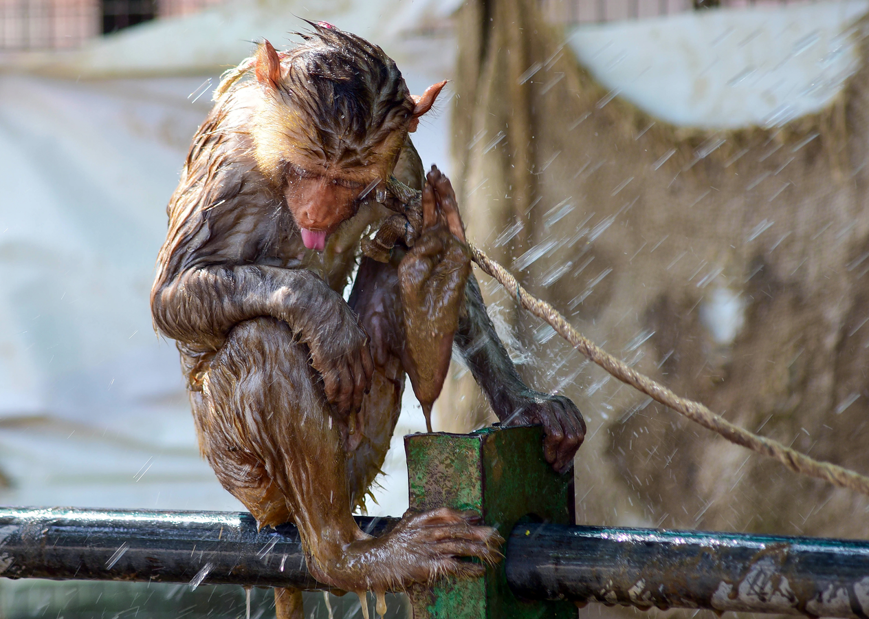 Regional Weather Contrasts: Heatwave & Rainfall Update.webp