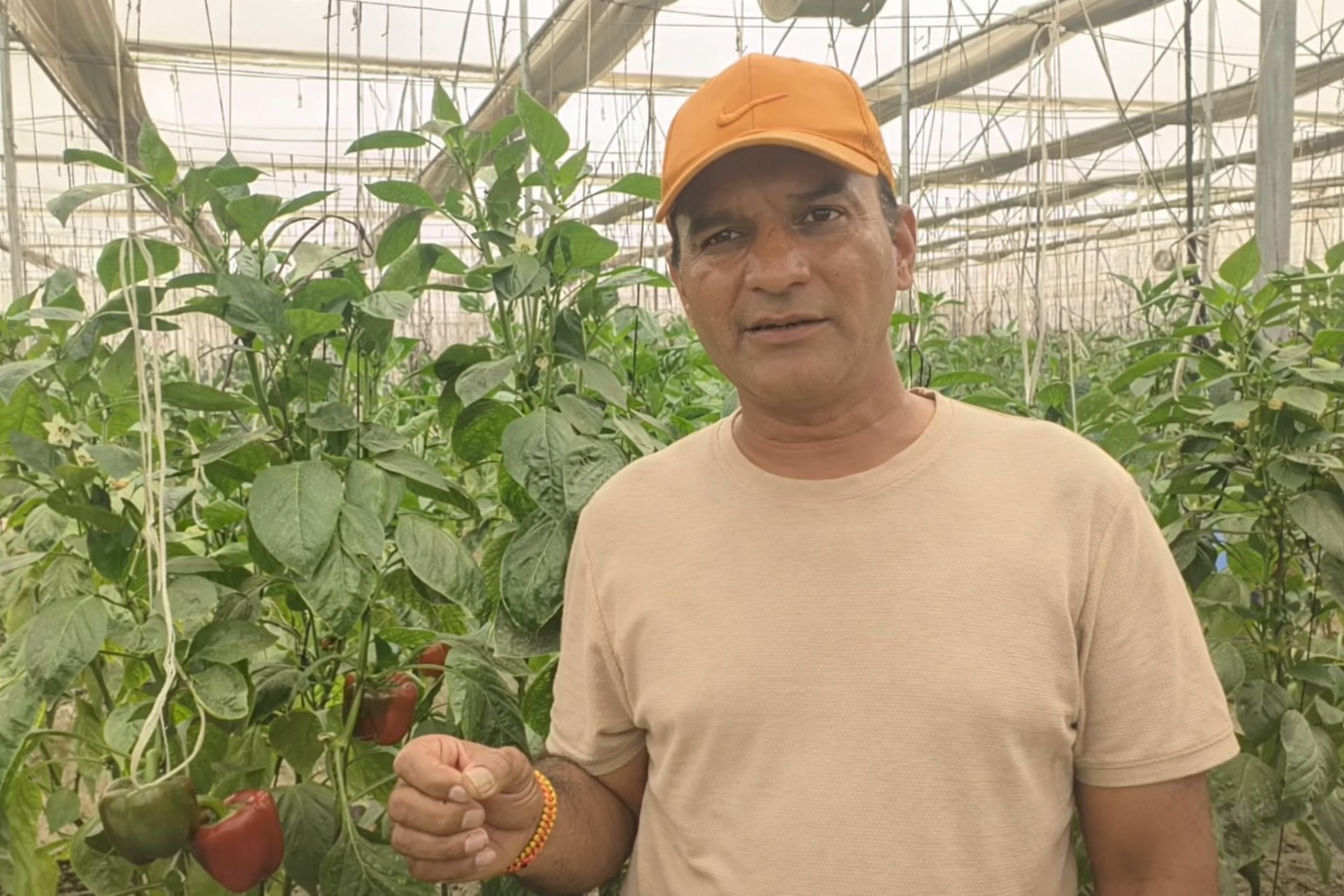 Polyhouse Farming Boosts Pilibhit Farmers' Income.webp