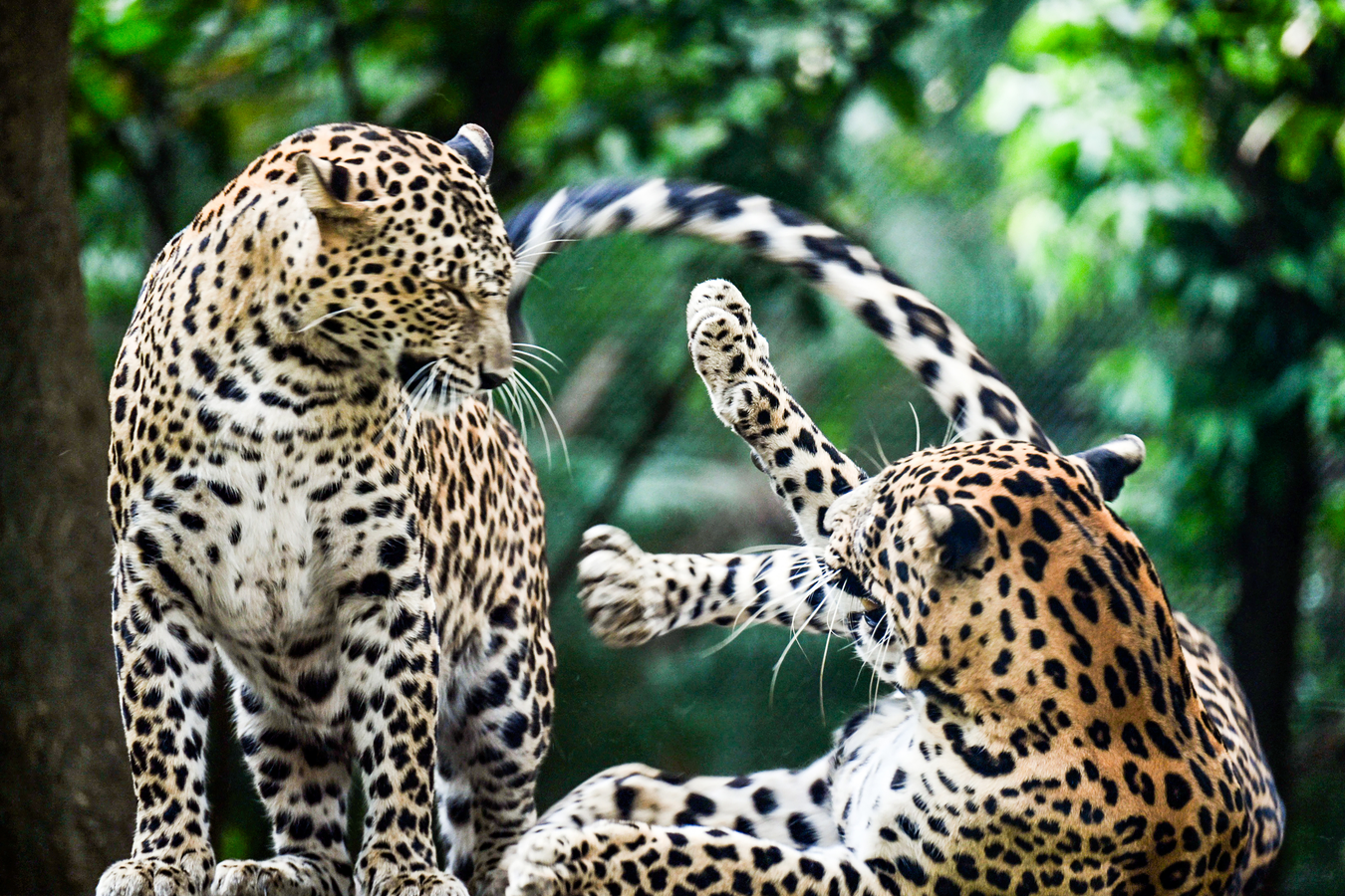 Man-Animal Conflict: Maharashtra Plans Schedule 2 Status for Leopards.webp