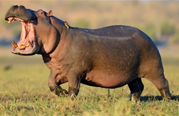 Animal Exchange Program Brings Hippos to Jambu Zoo.webp