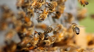Rajasthan Incident: Bee Swarms Lead to Fatalities and Panic.webp