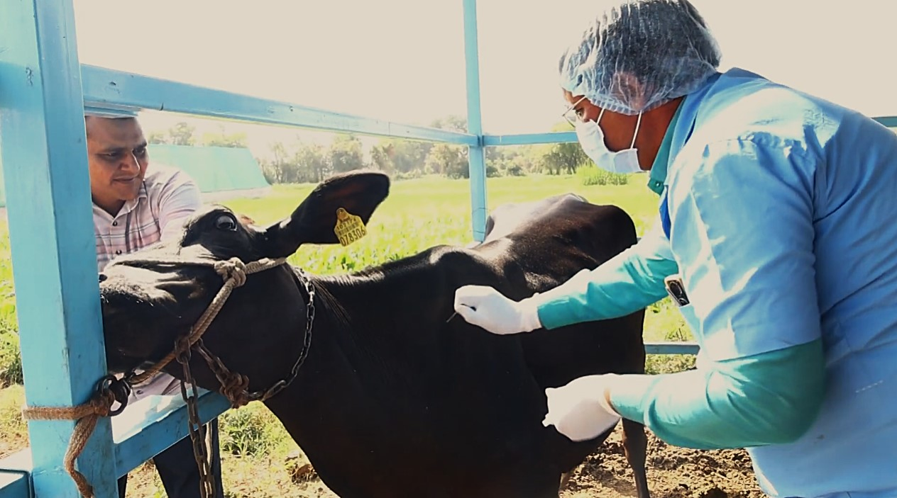 Gujarat’s Livestock Health: FMD Cases Decline with Mass Vaccination.webp
