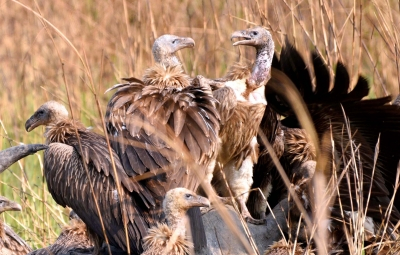 Vultures Released in Assam Aviary as Part of Recovery Effort.webp