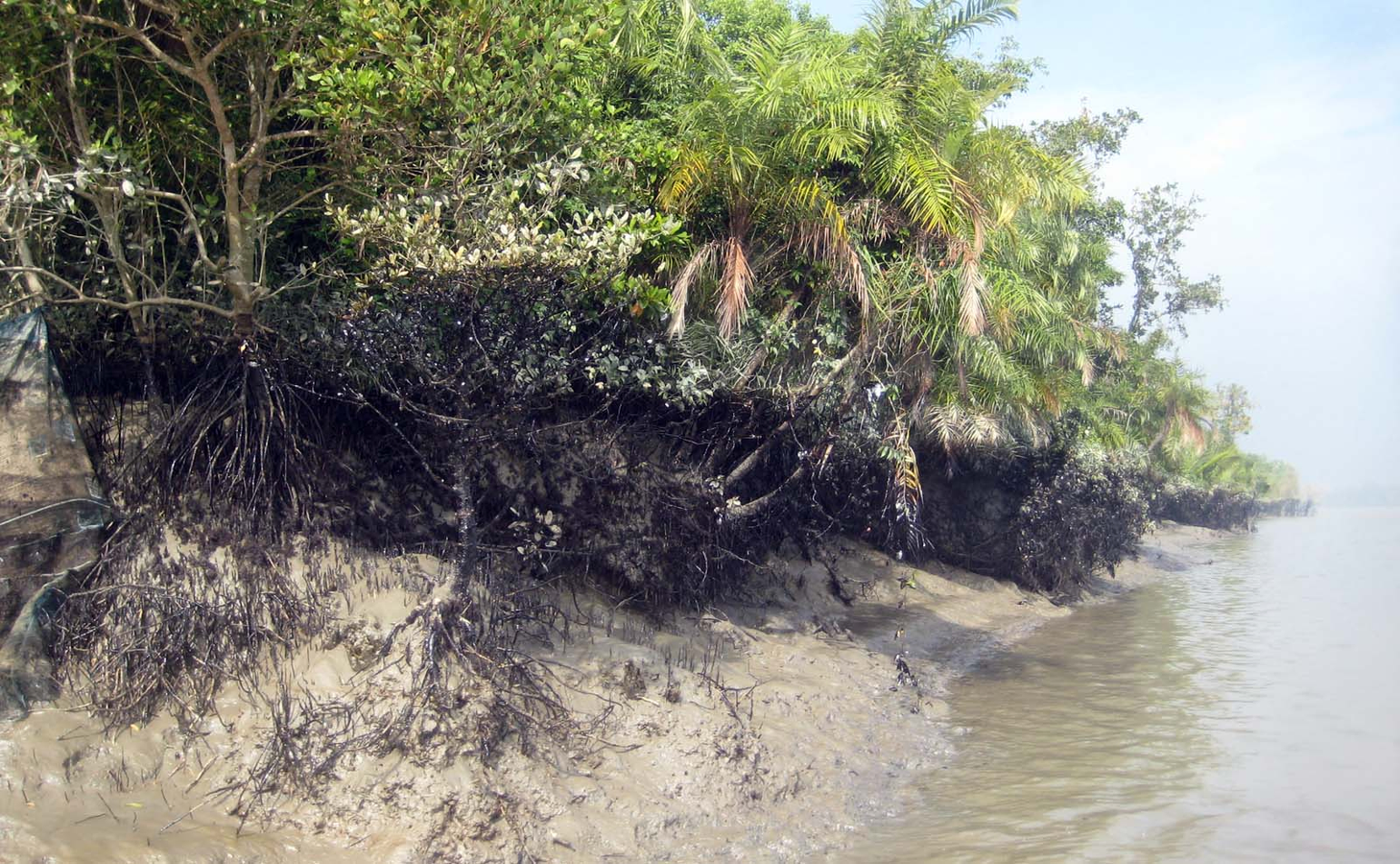 Forest Project Threatens Indigenous Communities in Bangladesh.webp