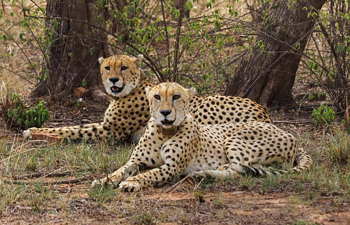 Three Cubs Born at Kuno National Park, Boosting India's Cheetah Population.webp
