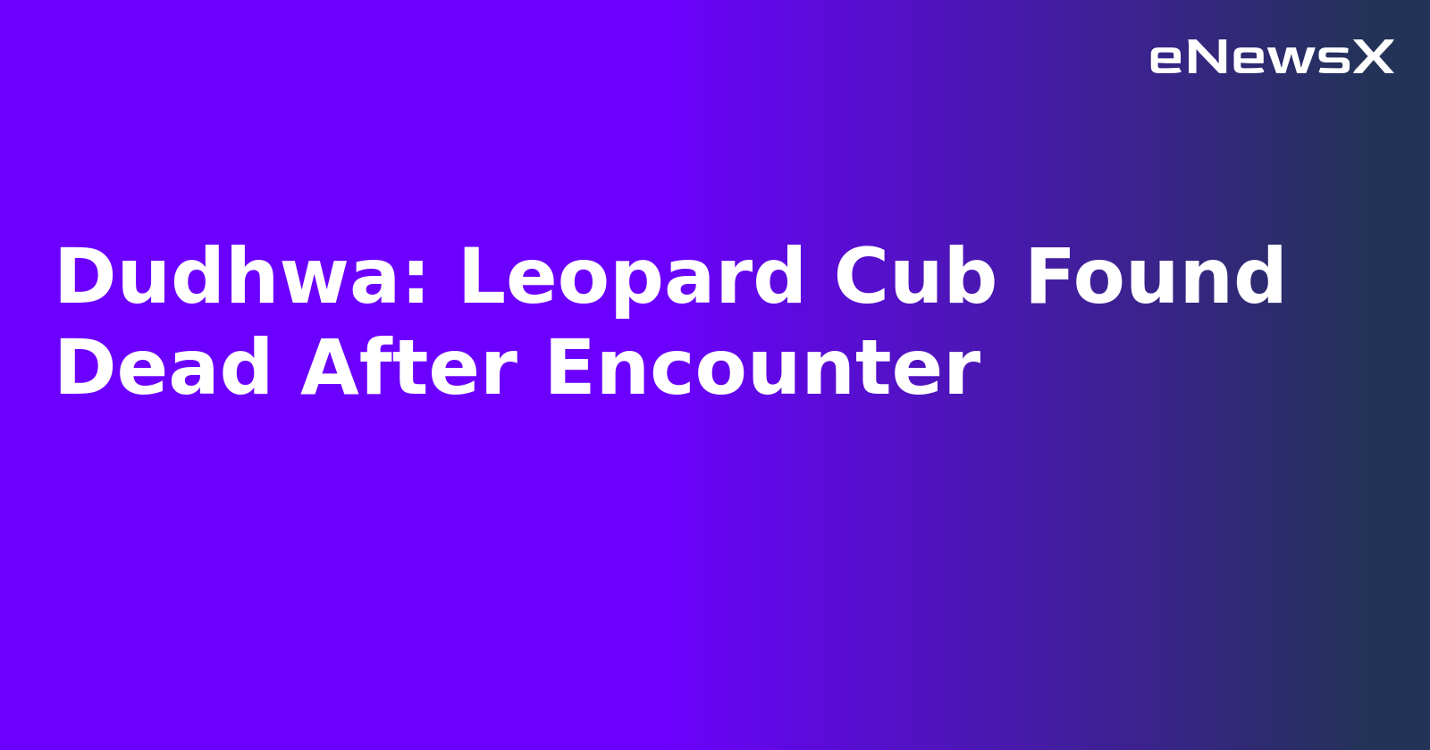 Dudhwa: Leopard Cub Found Dead After Encounter.webp
