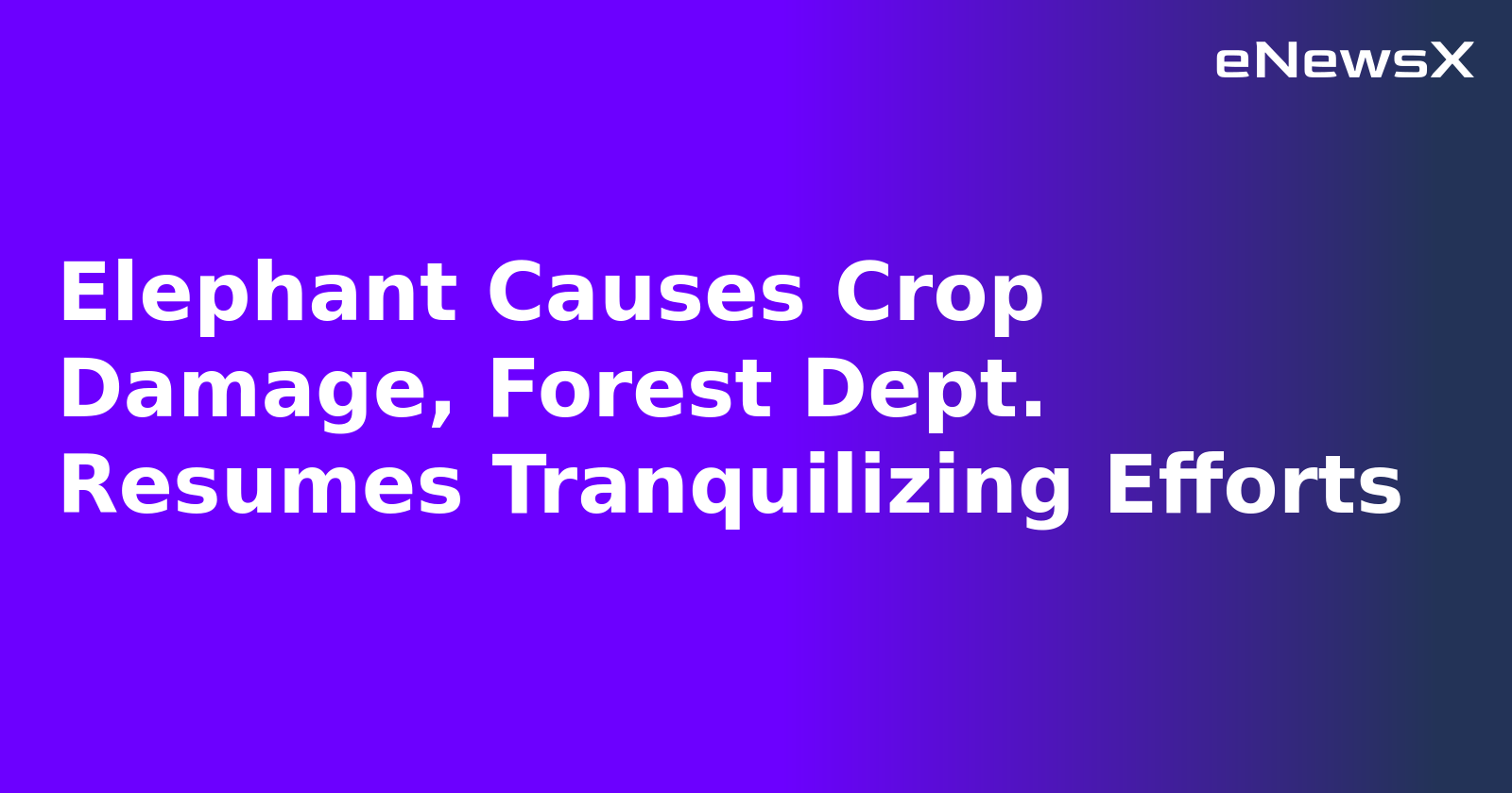 Elephant Causes Crop Damage, Forest Dept. Resumes Tranquilizing Efforts.webp