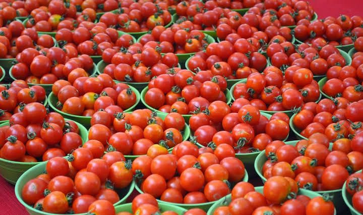Dindigul Tomato Farmers Suspend Harvest Amid Price Crisis.webp
