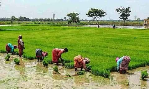 MSP Disparity Fuels Farmer Concerns Ahead of Tamil Nadu Elections.webp