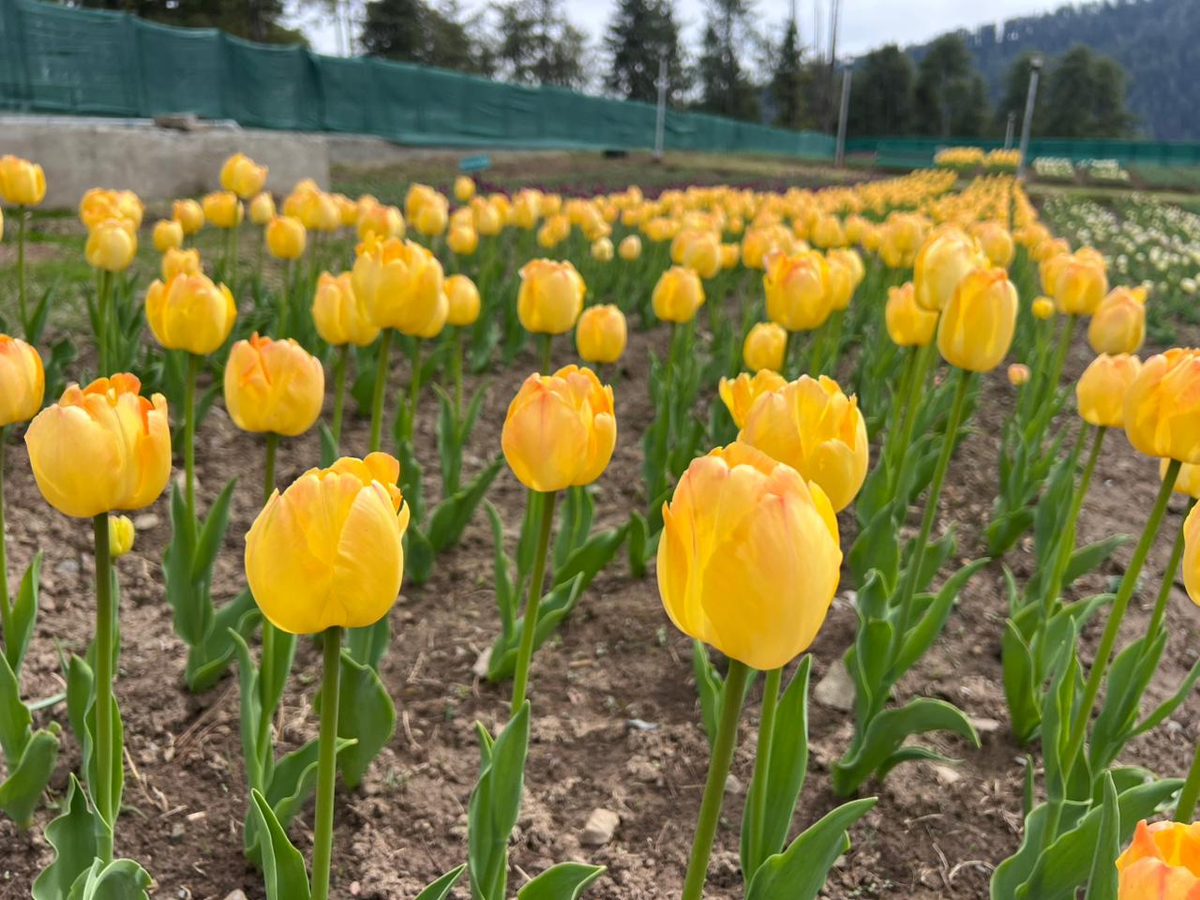 Sanasar Valley Blooms: New Tourist Attraction.webp