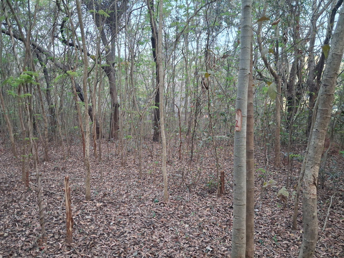 Environmental Concerns Raised Over Proposed Tree Removal at NIT Rourkela.webp