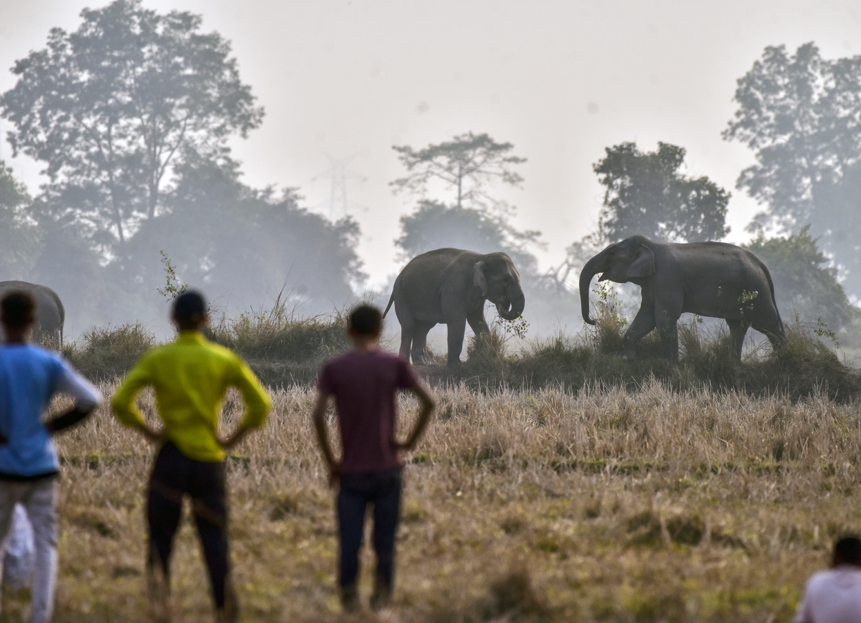 Elephant Migration Causes Tragedy and Damage.webp Elephant Migration Causes Tragedy and Damage.webp