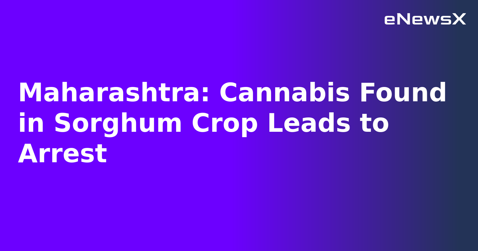 Maharashtra: Cannabis Found in Sorghum Crop Leads to Arrest.webp Maharashtra: Cannabis Found in Sorghum Crop Leads to Arrest.webp