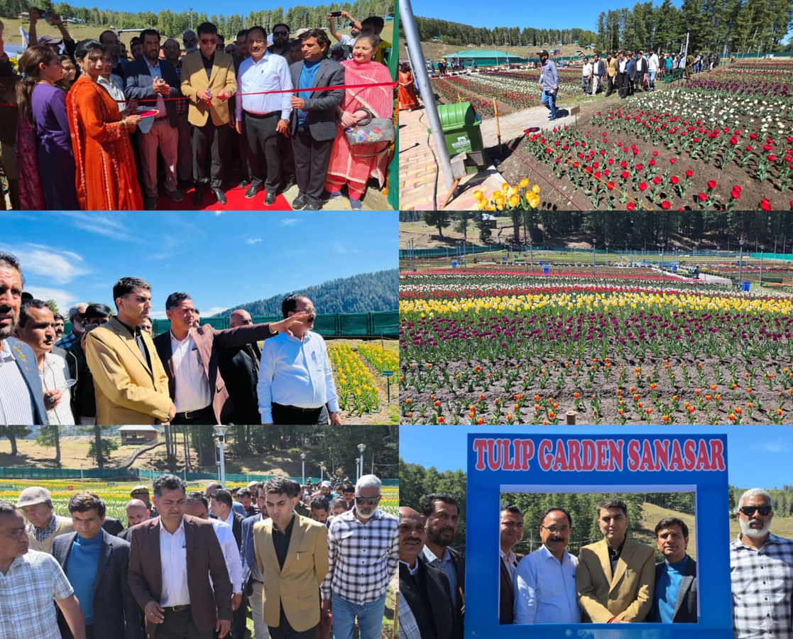 Tulip Garden Blooms in Sanasar: MLA Highlights Tourist Growth.webp