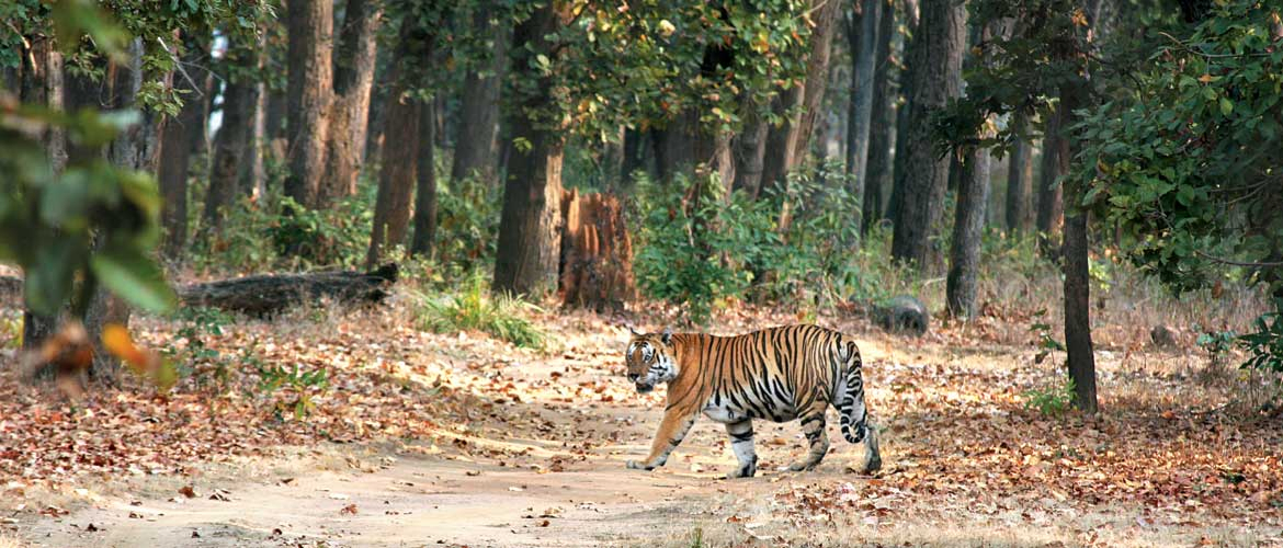 Jharkhand HC Summons PCCF Over Tiger Conservation Concerns.webp